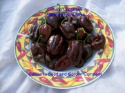 Congo Black habanero hot pepper 10+ seeds