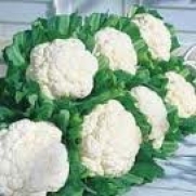 Cauliflower Snowball Organic French Seed 200+