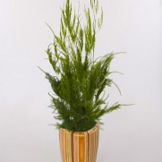 Pyramid Asparagus Fern 10 Seeds - Grow Indoors or Out