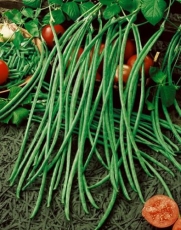 Yard Long Pole Bean 30 Seeds - GARDEN FRESH PACK! They are sometimes called Asparagus Beans