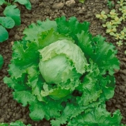 400 Seeds, Lettuce Great Lakes 118 (Lactuca sativa) Seeds By Seed Needs