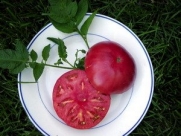 30 Brandywine Tomato Seeds Vegetable Heirloom Organic