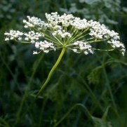 200 Seeds, Anise Herb (Pimpinella anisum) Seeds By Seed Needs