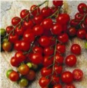 30 Sugar Sweet Cherry Tomato Seeds