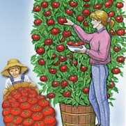 Heirloom Tomato Seeds - 'Giant Belgium Pink' 20 seeds