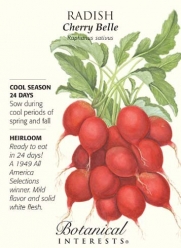 Cherry Belle Radish Seeds - 6 grams - Botanical Interests