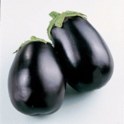 Eggplant Black Beauty Certified Organic Seed