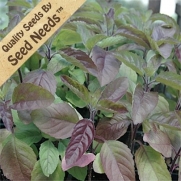 200 Seeds, Holy Basil Green & Red (Ocimum sanctum) Seeds By Seed Needs