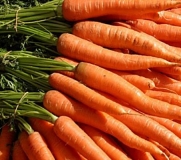 Certified Organic Carrot Little Fingers Heirloom Seeds 750 Seeds