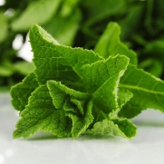 200 Seeds, Peppermint Herb (Mentha piperita) Seeds By Seed Needs
