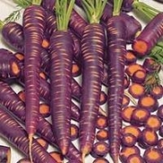 Carrot Purple Haze Hybrid Great Vegetable 100 Seeds