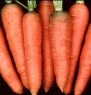 Carrot Chantenay Red Core Great Heirloom Vegetable 1,300 Seeds