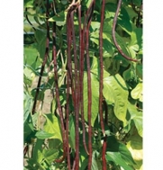 Bean Red Noodle (Vigna unguiculata) 50 Seeds by David's Garden Seeds
