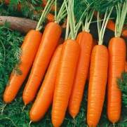 Carrot Scarlet Nantes Certified Organic Heirloom Seeds 300 Seeds