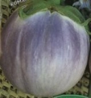 Eggplant Melanzana Rotunda Romanesca Great Heirloom Vegetable 50 Seeds