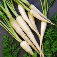 Carrot Lunar White Great Heirloom Vegetable 100 Seeds