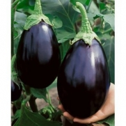 Black Beauty Eggplant Seeds - Solanum Melongena - 0.5 Grams - Approx 100 Gardening Seeds