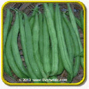 1 Lb Green Bean Seeds - 'Provider' Bulk Vegetable Seeds