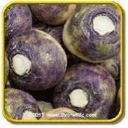 1/4 Lb - 'American Purple Top' - Bulk Rutabaga Seeds