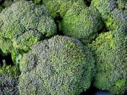 Todd's Seeds - Broccoli -Waltham 29 Broccoli Seed, Sold by the Pound