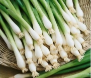 Onion Bunching / Scallion Tokyo Long White Seed