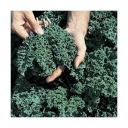 Kale Dwarf Blue Curled 200 Seeds by Seeds and Things
