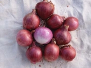 Onion Red Amposta Seed 200 Seeds