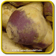 1 Oz Rutabaga Seeds - 'Laurentain' Bulk Vegetable Seeds
