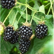 30+ Pre-stratified Jumbo Thornless Blackberry Seeds