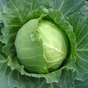 100 Seeds, Cabbage Early Round Dutch (Brassica oleracea) Seeds By Seed Needs