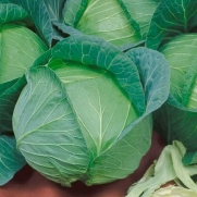 100 Seeds, Cabbage Danish Ballhead (Brassica oleracea) Seeds By Seed Needs