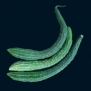 Suyo Long Cucumber 25 Seeds