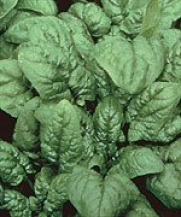 Spinach Melody Hybrid Great Vegetable 50 Seeds