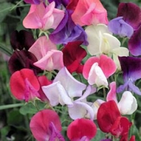 60 Mixed Colors SWEET PEA ROYAL FAMILY MIX Lathyrys Odoratus Flower Vine Seeds