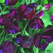 10 BLACK KNIGHT SWEET PEA Lathyrys Odoratus Flower Vine Seeds
