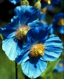 Himalayan Blue Poppy 20 Seeds - Meconopsis