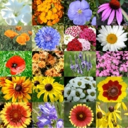 2,000 Seeds, Wildflower Mixture Dryland (20 Species) Seeds By Seed Needs