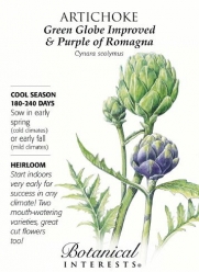 Green Globe & Purple Romanga Artichoke - 18 Seeds