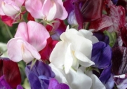 75 Old Spice Sweet Pea Seeds By Seed Needs