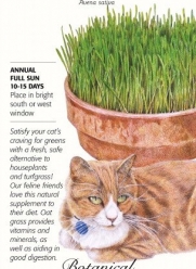 Cat Grass (Oats) Seeds - 45 grams