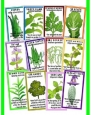 VARIETY PACK OF THE 12 MOST USEFUL AND POPULAR ORGANIC HERBS with Easy Instructions to Grow Your Own Fresh Herbs, Indoors or Out - High Quality Non-GMO and Non-Hybrid Seeds!