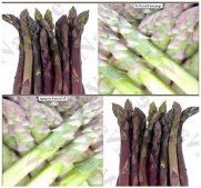 30 Asparagus Seeds ~ARGENTEUIL PURPLE~ A+ French HEIRLOOM