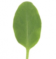 Greens Sorrel, Rumex acetosa 1000 Organic Seeds by David's Garden Seeds
