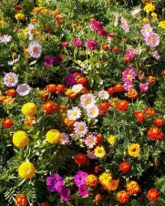 Sunburst Border Flower Mix - Grow Beautiful Garden Flowers. Includes: (1) Pre-seeded  17 x 5' Flower Seed Mat. Simply Roll out, plant and grow. Instant garden mat for flowering bushes. SEEDS OF: Rocket Candytuft, Dwarf Calendula, French Marigold, Dwarf 