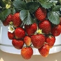 Strawberry Temptation Hybrid Great Vegetable 20 Seeds