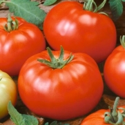 25 Seeds, Tomato Beefsteak (Lycopersicon esculentum) Seeds By Seed Needs