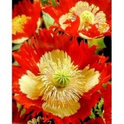 Danish Flag Afghan Poppy 250+ Seeds - Papaver Somniferum If you love poppies, this one's a heart-stopper!
