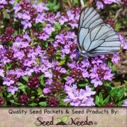 1,000 Seeds, Creeping Thyme Mother of Thyme (Thymus serpyllum) Seeds by Seed Needs