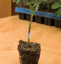Tomato Root Stock Maxifort D2700.A, Solanum lycopersicum 25 Hybrid Seeds by David's Garden Seeds