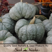 10 Seeds, Pumpkin Blue Moon (Cucubita maxima) Seeds by Seed Needs